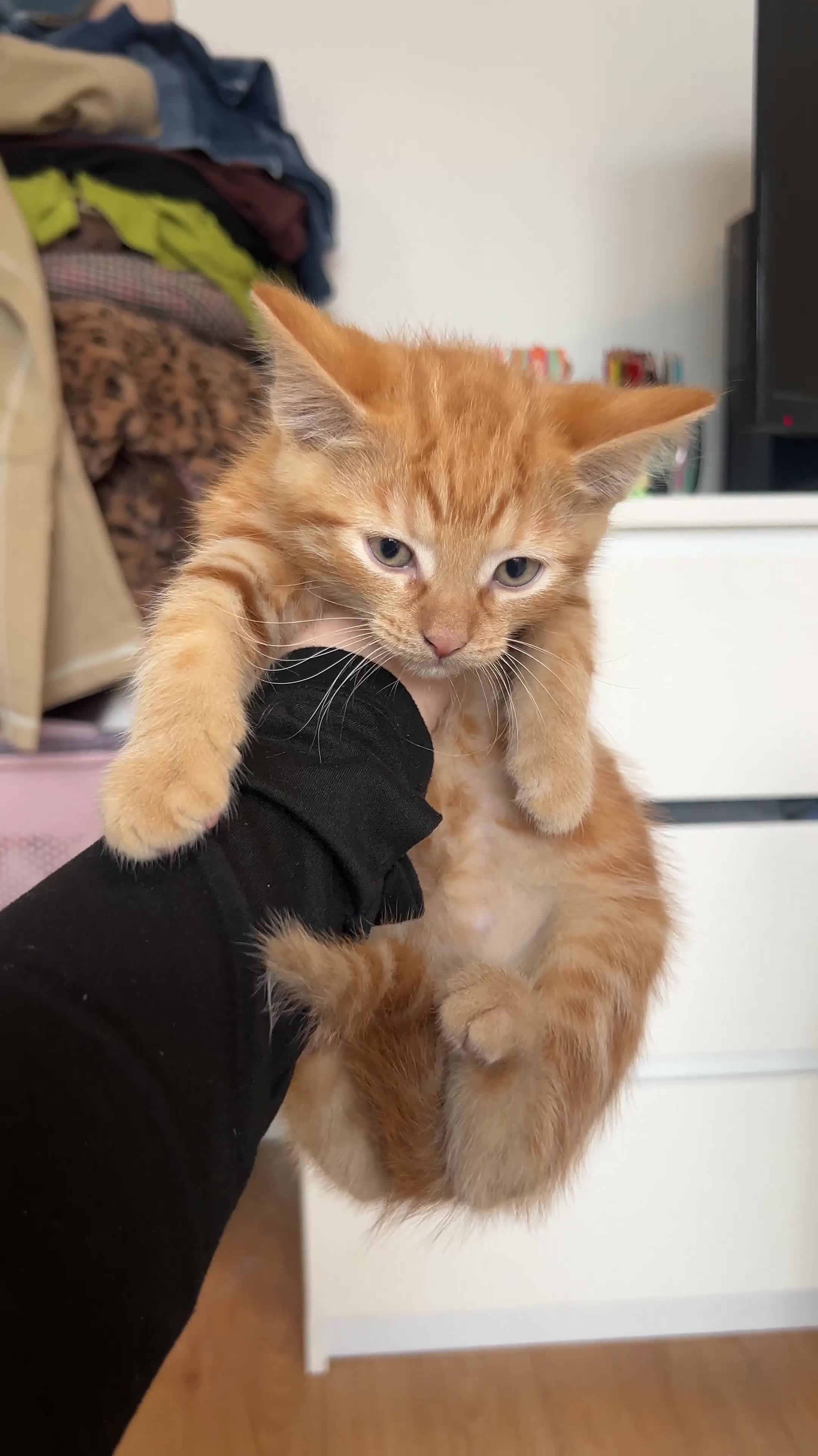 Mixed Breed cats for sale: 4 orange tabby kittens - Video 4