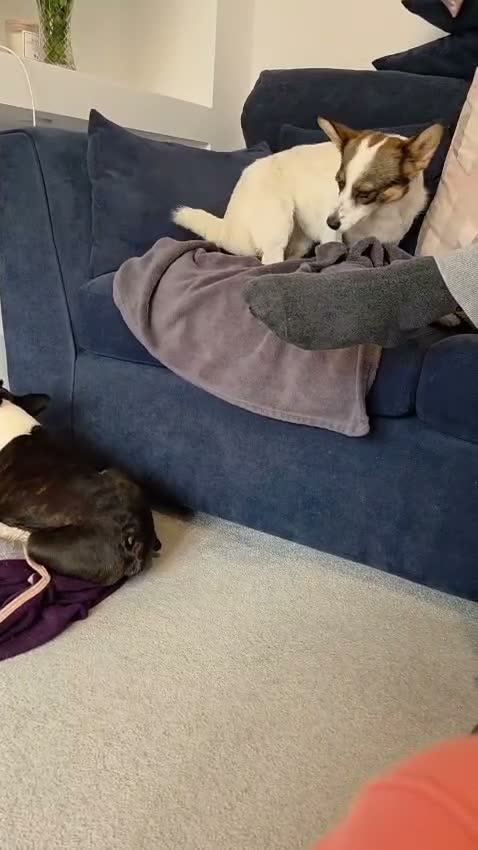 Mixed Breed dogs for adoption: 🐾🤍🤎 JESSY – LITTLE DOG, LOTS OF LOVE 🤎🤍🐾 in Wigan - Video 2