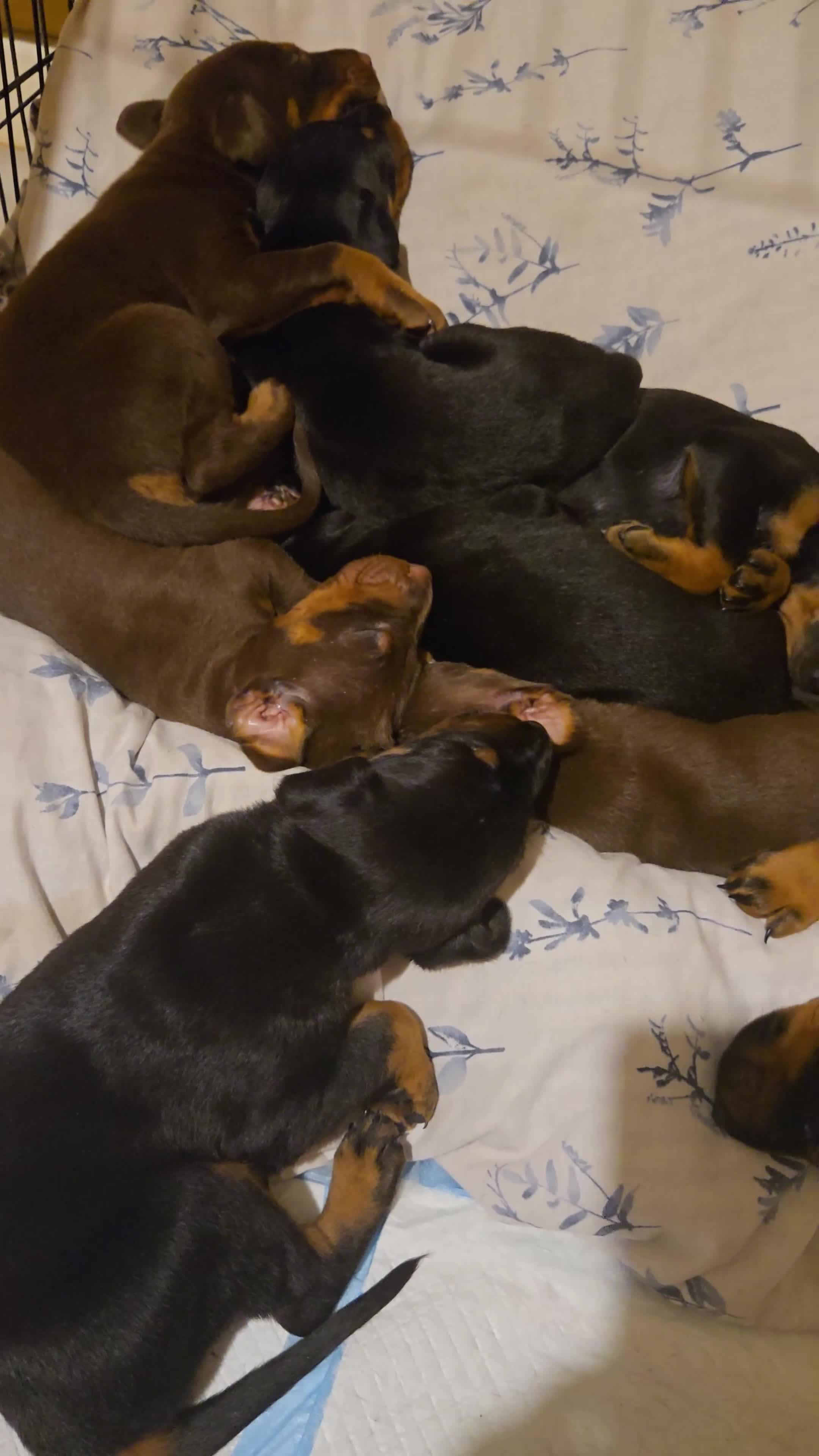 Dobermann dogs for sale: Kennel club registered Doberman puppies. - Video 1