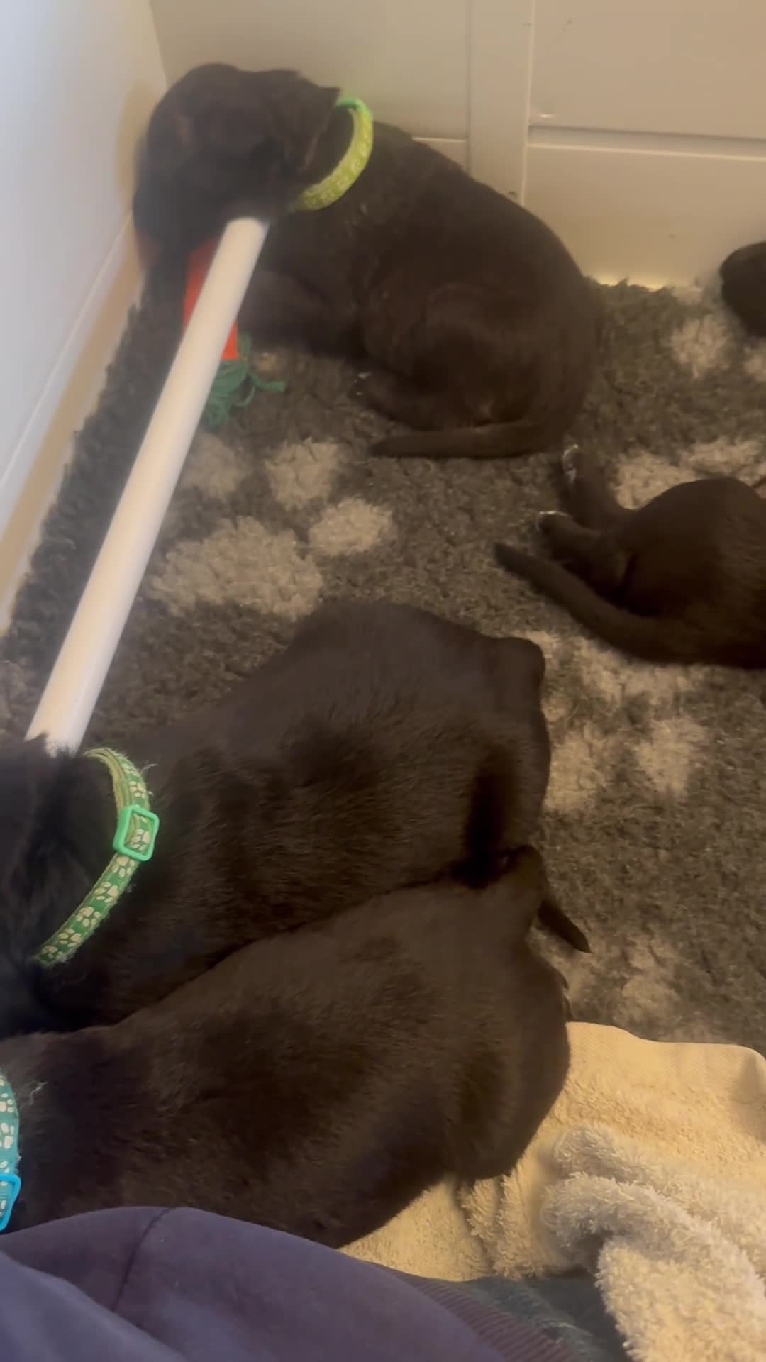 Mixed Breed dogs for sale: Belgian Malinois X Lurcher - Video 2