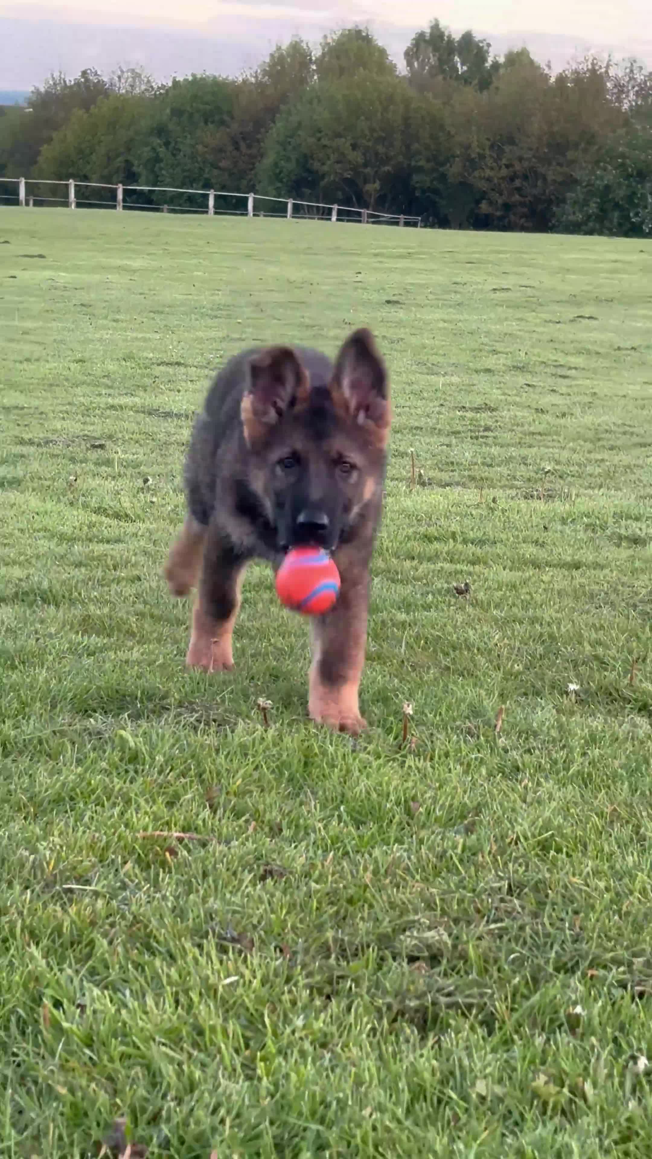 German Shepherd dogs for sale: Kenzo in Halifax - Video 2