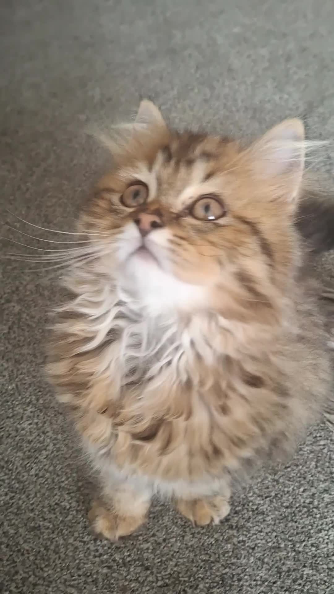 British Longhair cats for sale: Pure British Long Haired Kittwens for sale. - Video 4