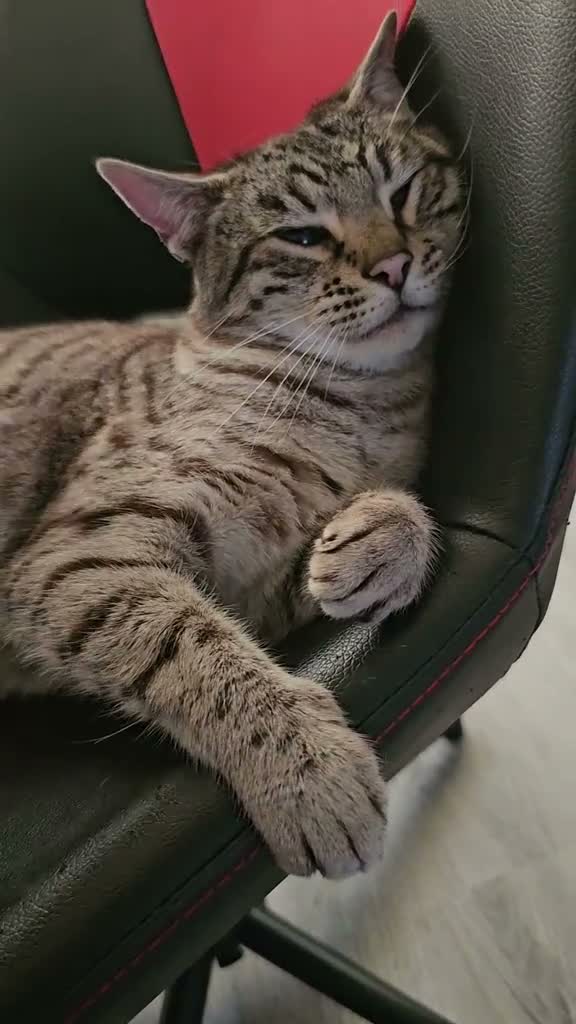 Maine Coon cats for sale: Mainecoon × Snow Lynx Bengal - Video 2
