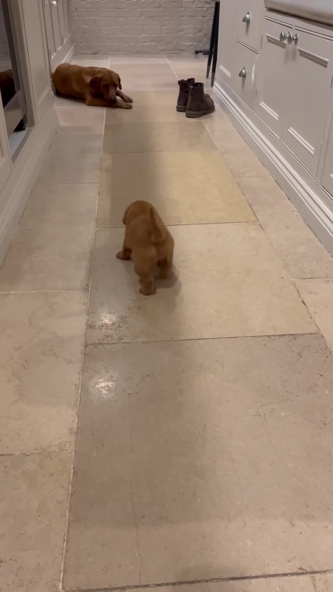 Labrador Retriever dogs for sale: KC Registered Fox Red Labrador Puppies in Cambridge - Video 2