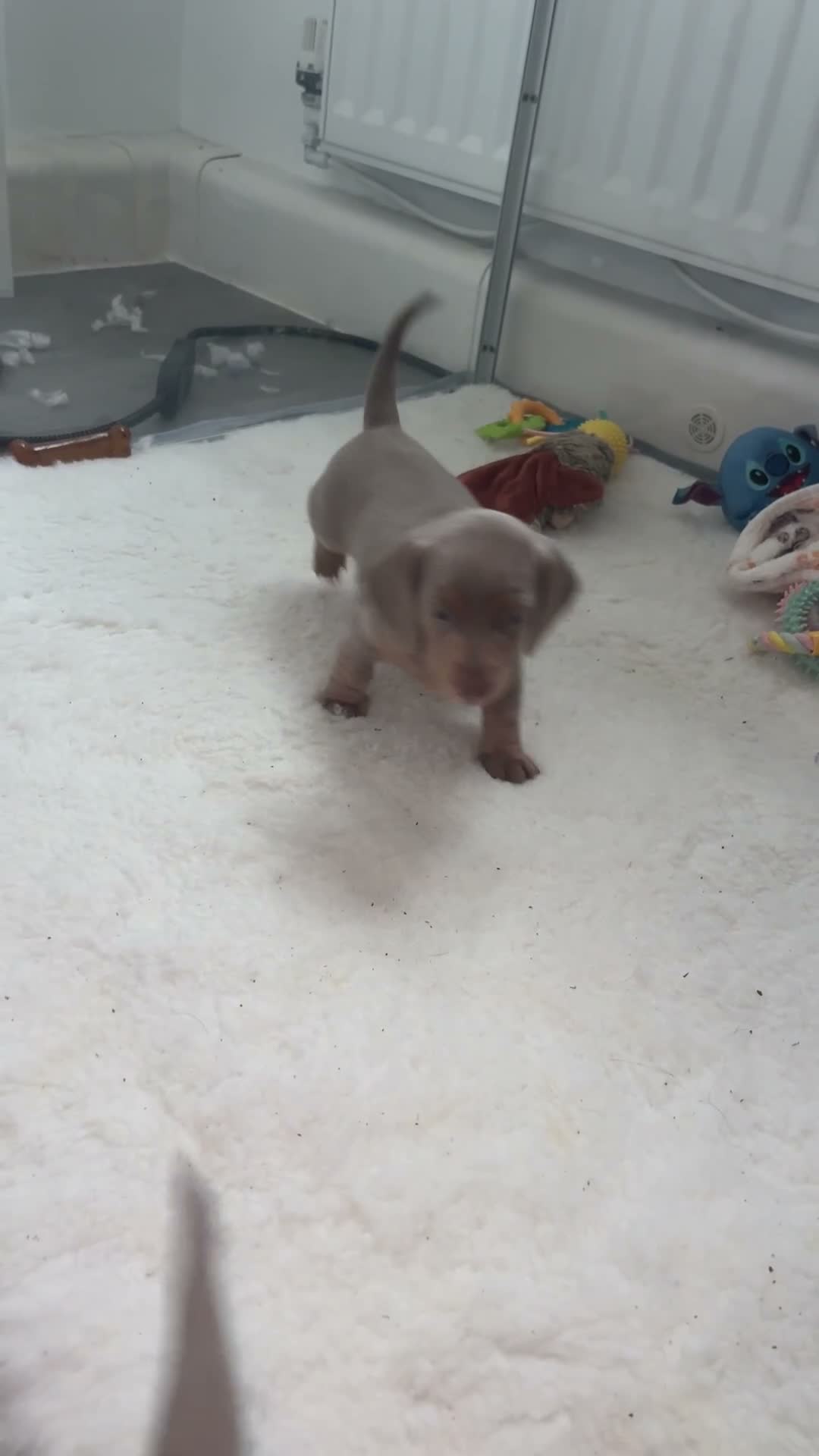 Miniature Dachshund dogs for sale: LILAC KC REGISTERED MINATURE DACHSHUND PUPPIES  - Video 2