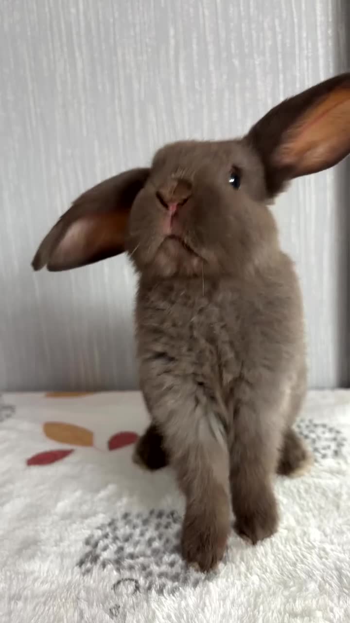 Mini Lop rabbits for sale: Chocolate mini lop buck ready now‼️ - Video 1