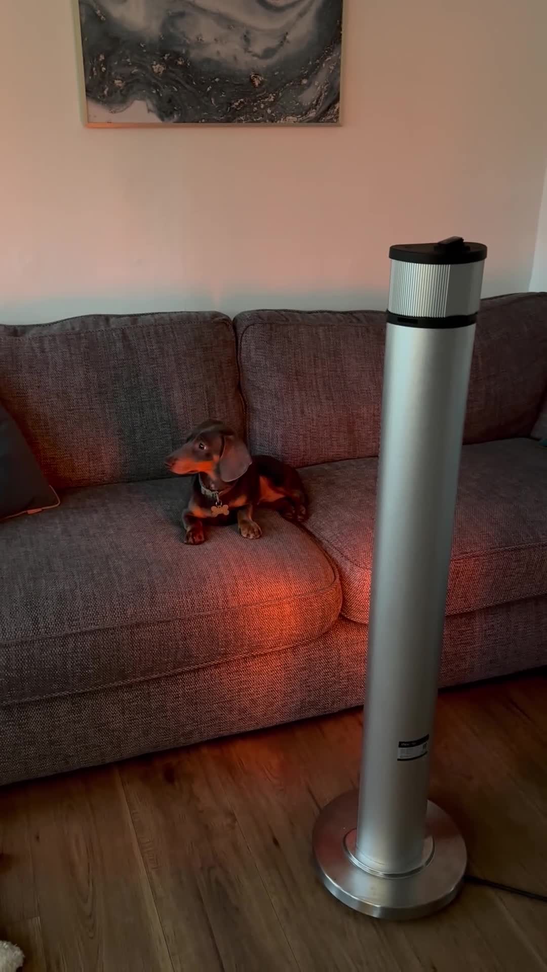 Miniature Dachshund dogs for sale: Short hair Male Miniature Dachshund  - Video 1