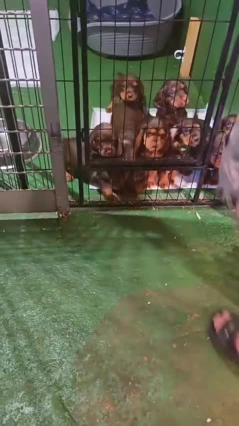 Cocker Spaniel dogs for sale: Working cocker spaniel - Video 1