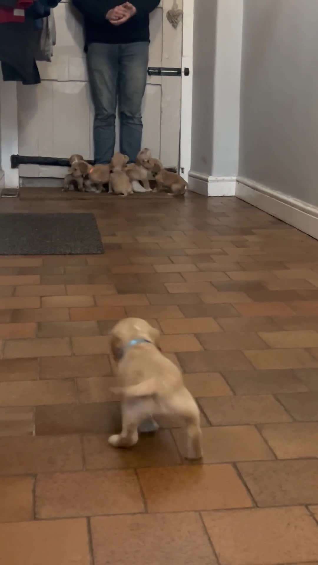 Cocker Spaniel dogs for sale: 3 Cocker Spaniel Puppies. 💙💙💙 - Video 2