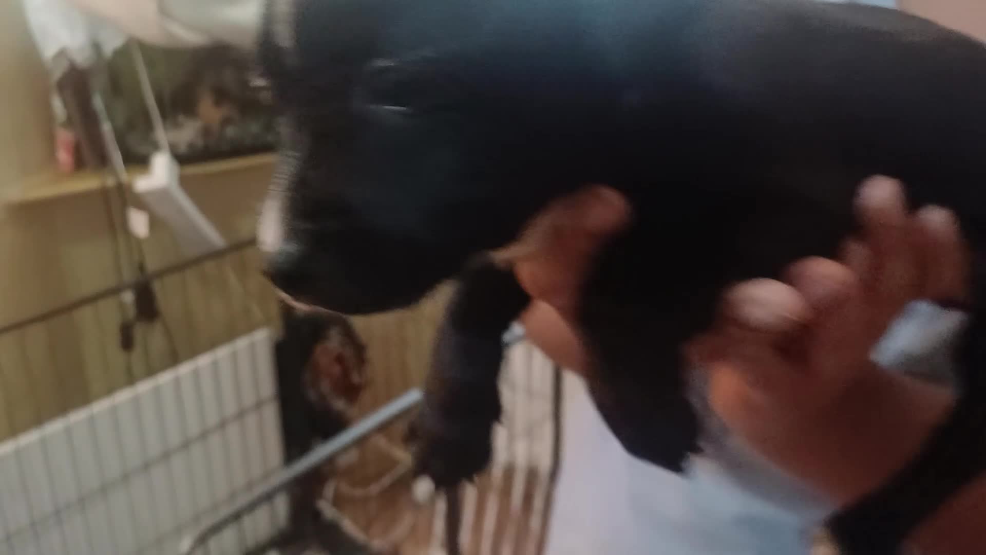 Mixed Breed dogs for sale: Staffordshire Bull Terrier quarter Jack Russell  - Video 1