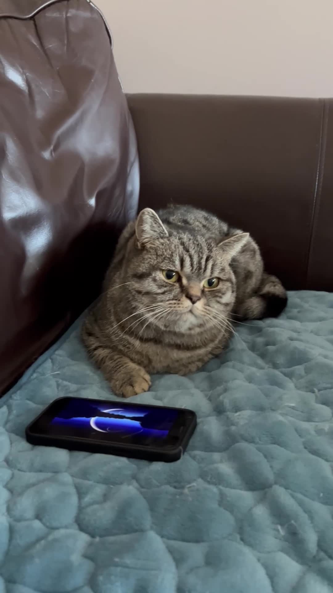 British Shorthair cats for sale: Mylo.  - Video 1
