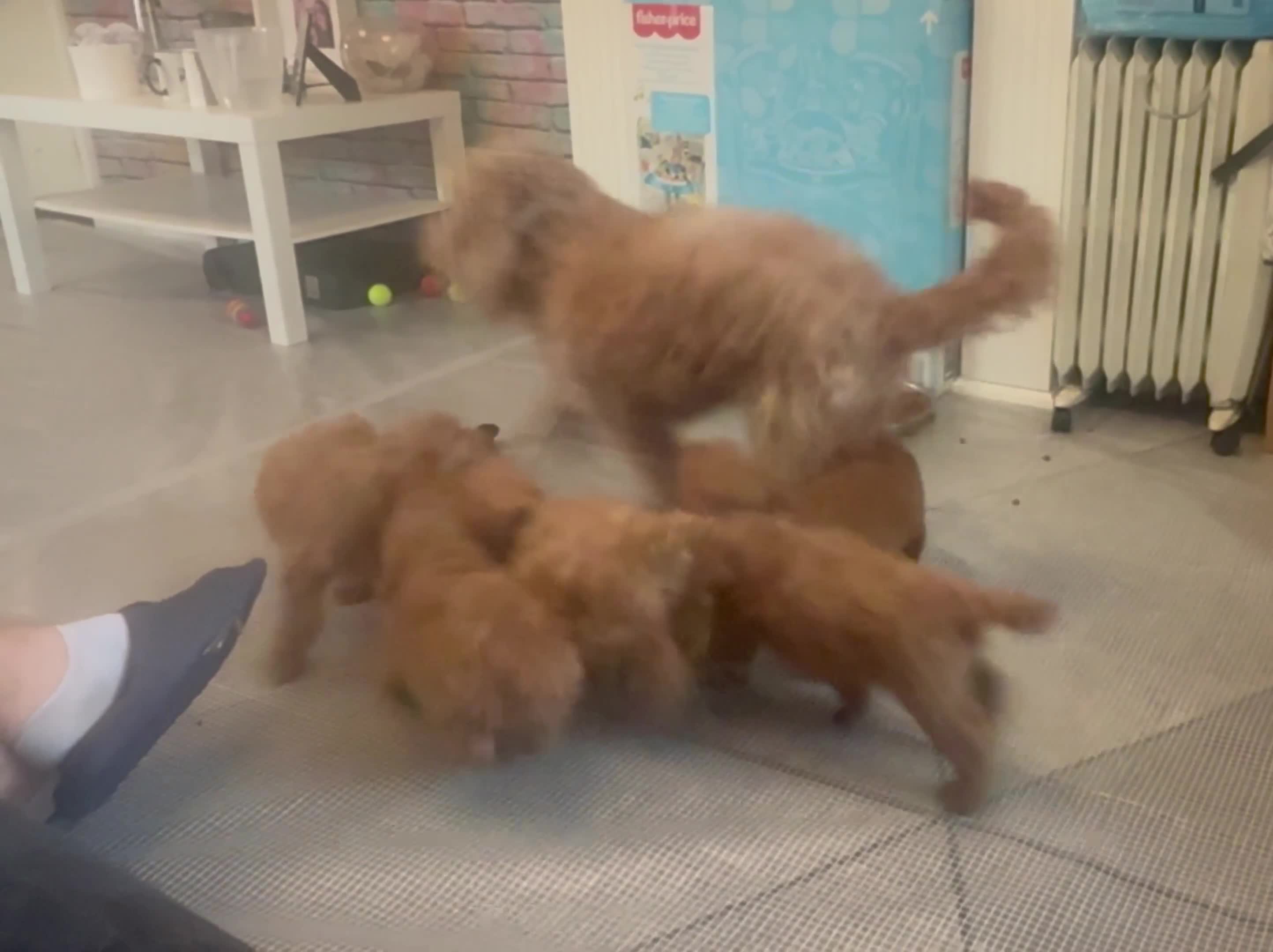 Cockapoo dogs for sale: 5 Adorable Fox Red & Apricot Cockapoo Puppies - Video 2