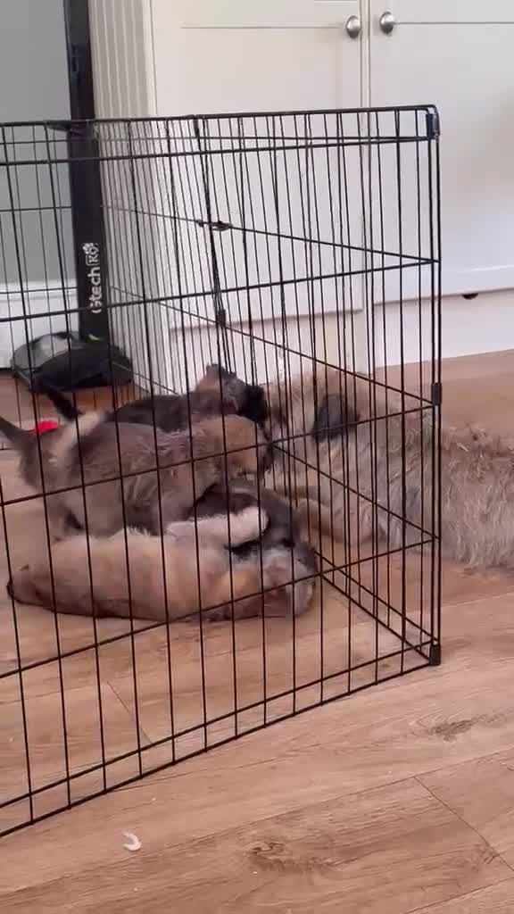 Mixed Breed dogs for sale: 🌟 Stunning Border Terrier x Shih Tzu Puppies - Video 2