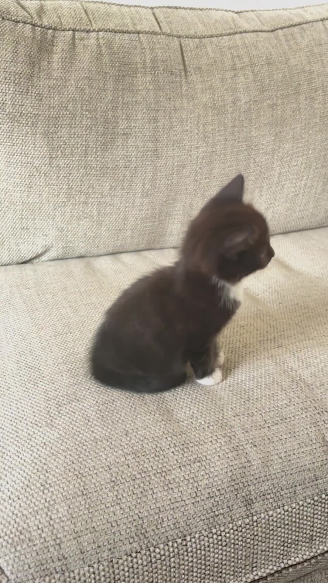 Mixed Breed cats for sale: Delightful mix-breed Siamese-black tabby-kittens - Video 2
