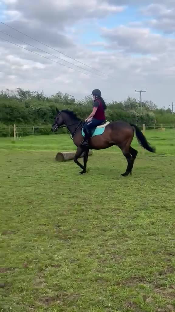 English Thoroughbred horses for sale: Oscar. 16.1 thoroughbred  in Evesham - Video 2