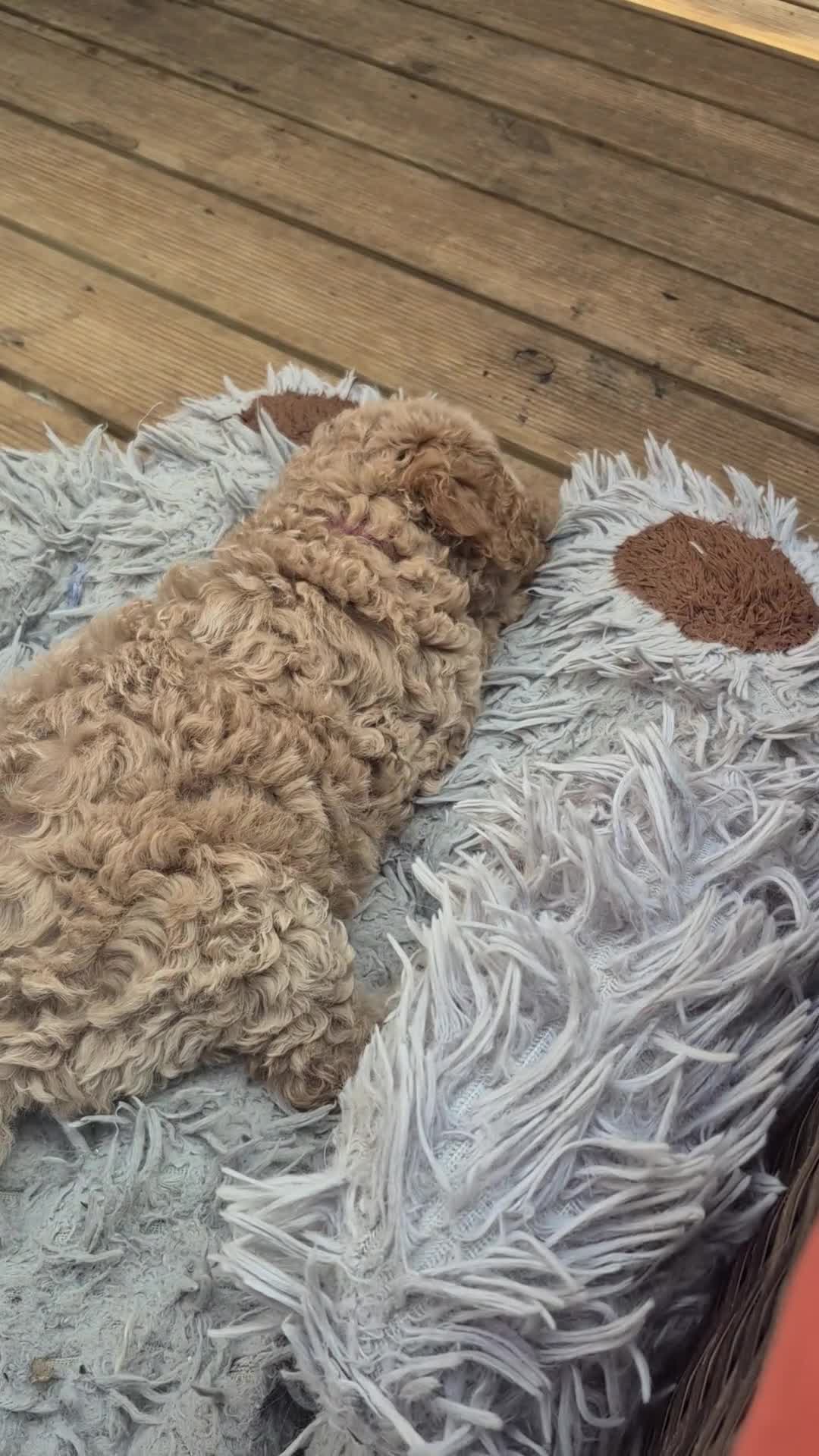 Double Doodle dogs for sale: Double doodle puppies - Video 5