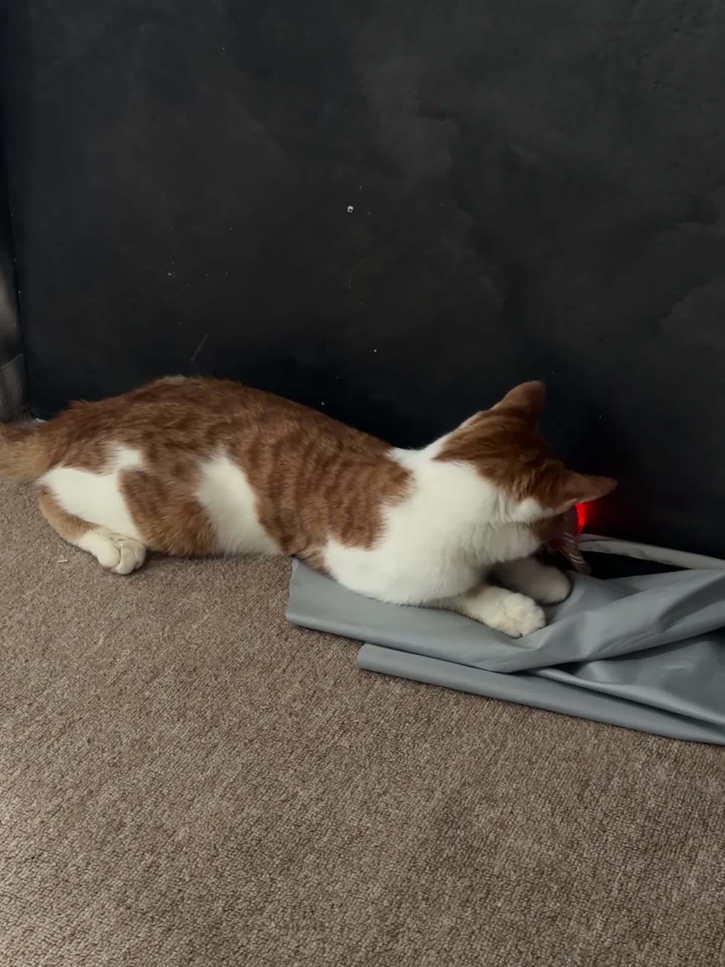 Domestic Shorthair cats for sale: 8 mo MALE domestic ginger/white kitten in London - Video 1