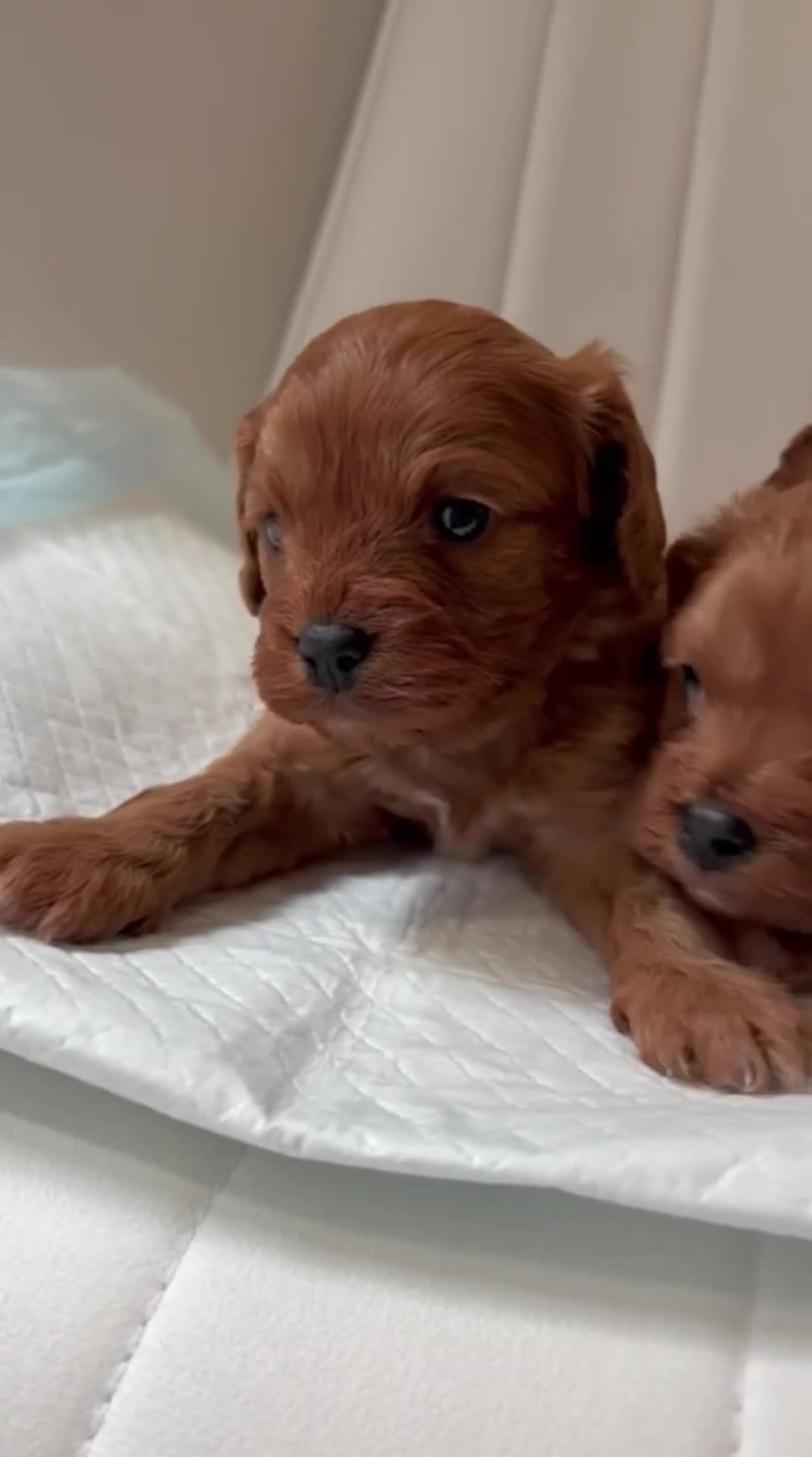 Cavapoo dogs for sale: 🐶 Beautiful Boy & Girl F1 red Cavapoo puppies🐶 in Wolverhampton - Video 1