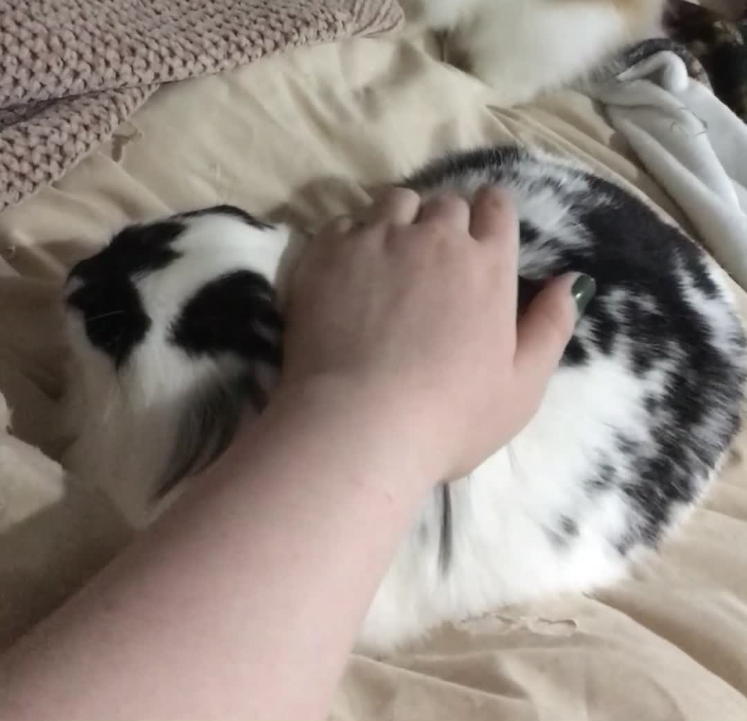 Rex rabbits for sale: Rex Lionhead mix - Video 2