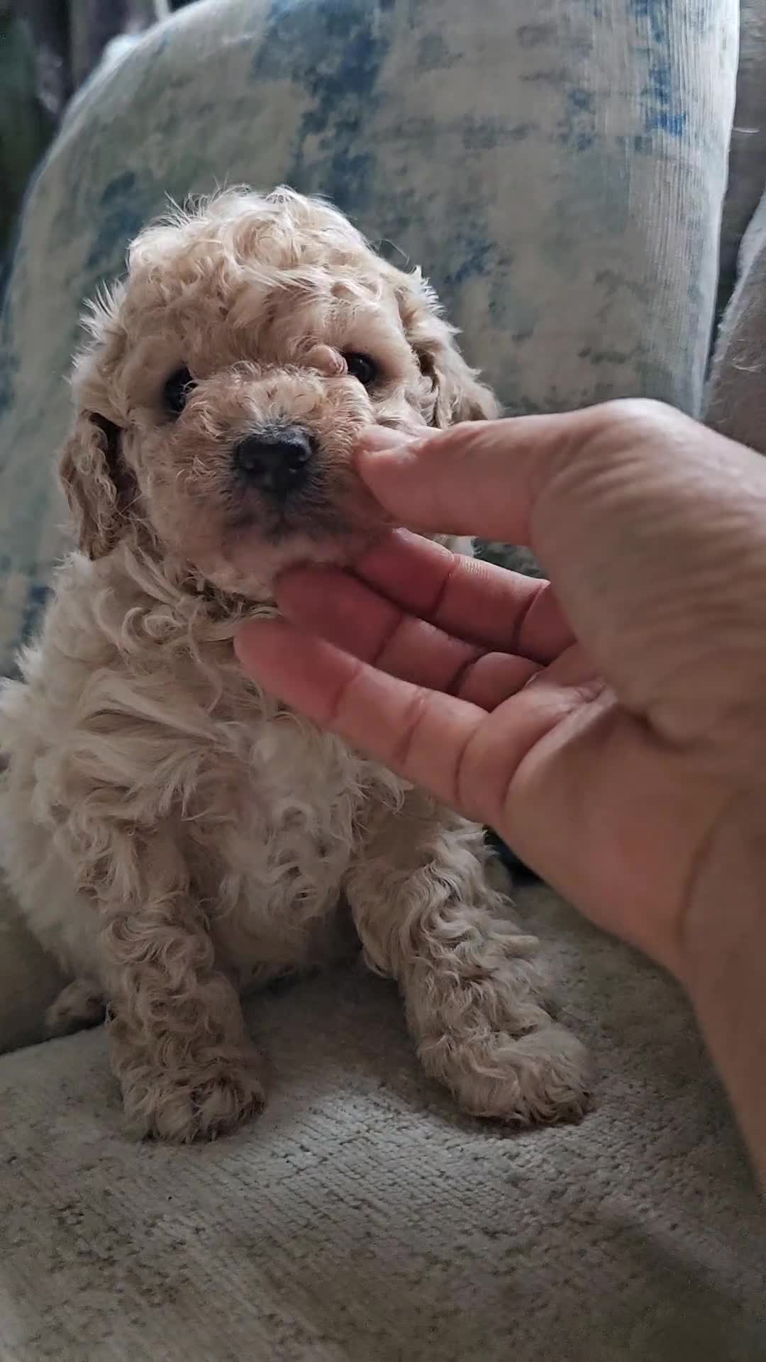 Mixed Breed dogs for sale: Maltipoo f2 very friendly - Video 3