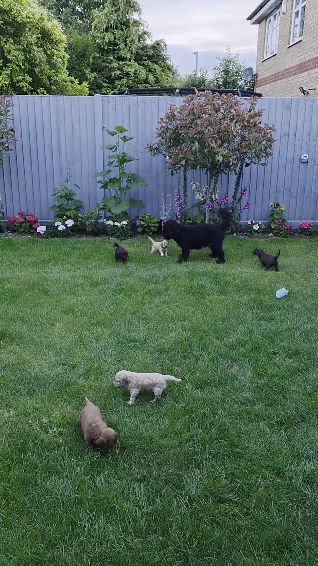 Cockapoo dogs for sale: Gorgeous Cockapoo Puppies Available forReservation - Video 1