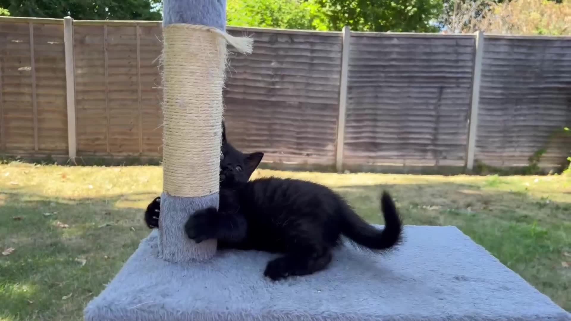Mixed Breed cats for sale: Adorable Kittens  - Video 3