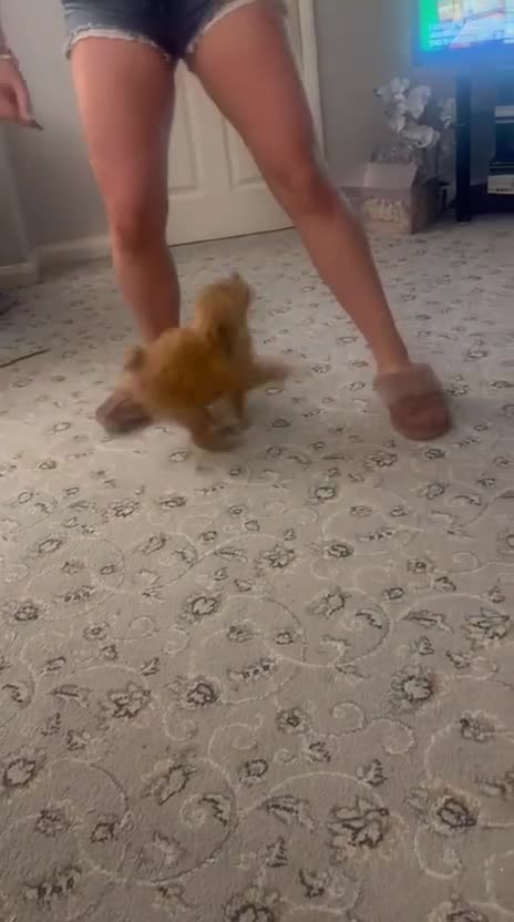 Miniature Poodle dogs for sale: 🐶 Toy/Miniature Poodle Puppies! 🐾 - Video 2