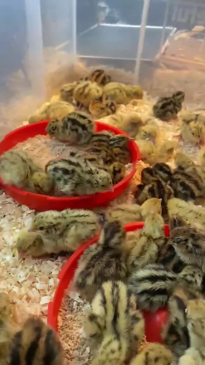 Quail poultry for sale: Japanese Jumbo Coturnix Quail Chicks - Video 1