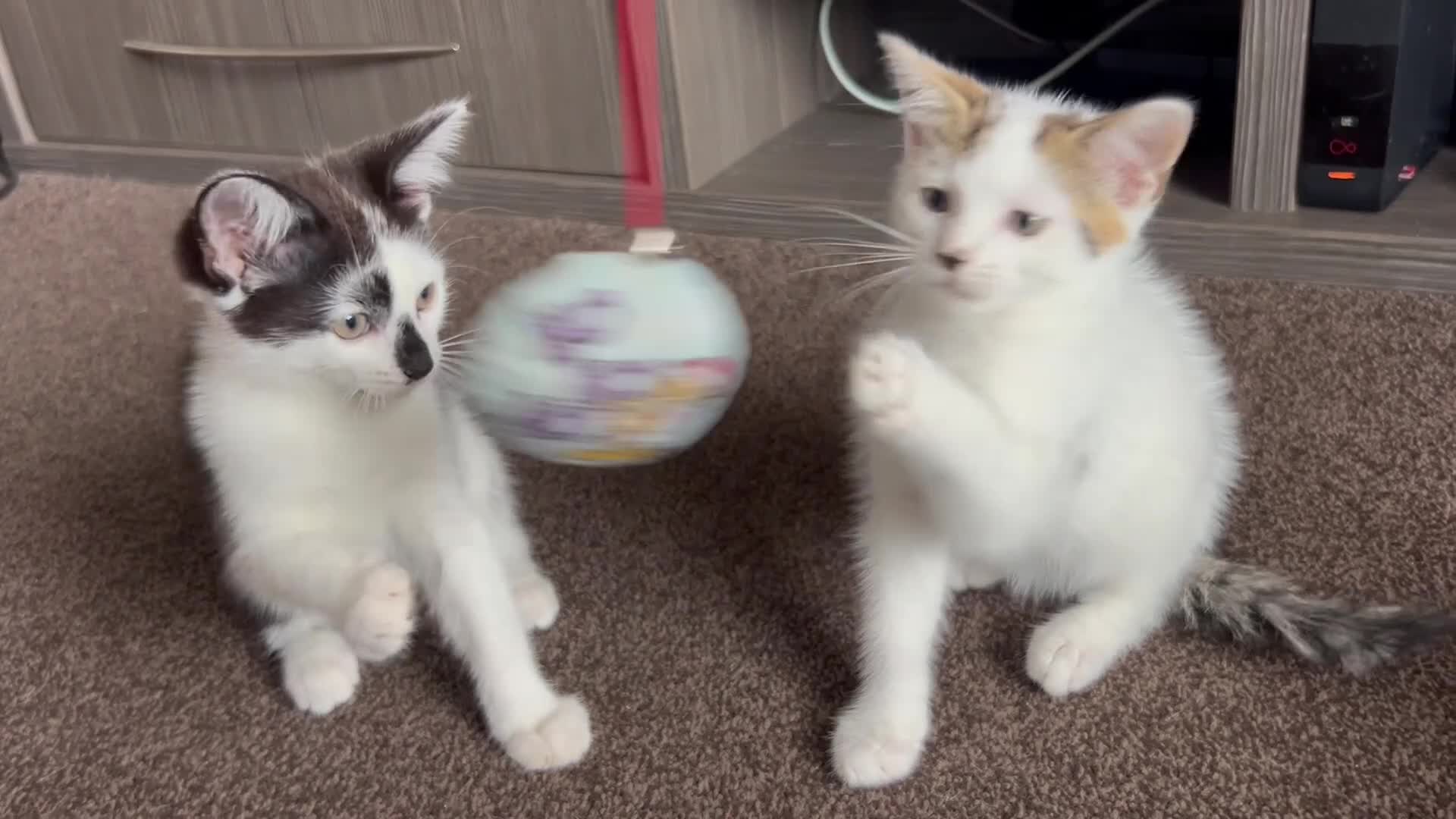 American Shorthair cats for sale: Four Kittens 💖 - Video 4