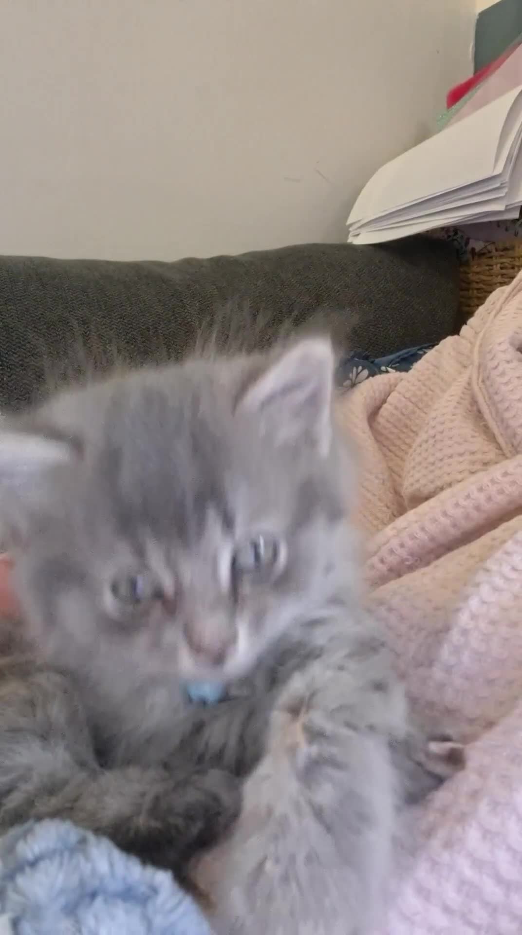 Mixed Breed cats for sale: Male kitten  - Video 1