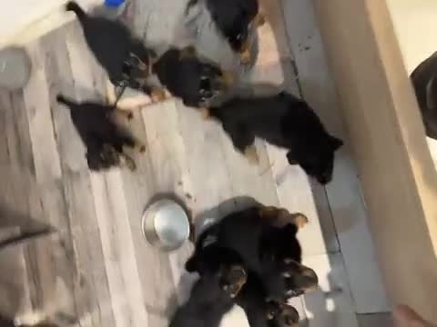 Rottweiler dogs for sale: Beautiful chunky Rottweiler puppies  - Video 1