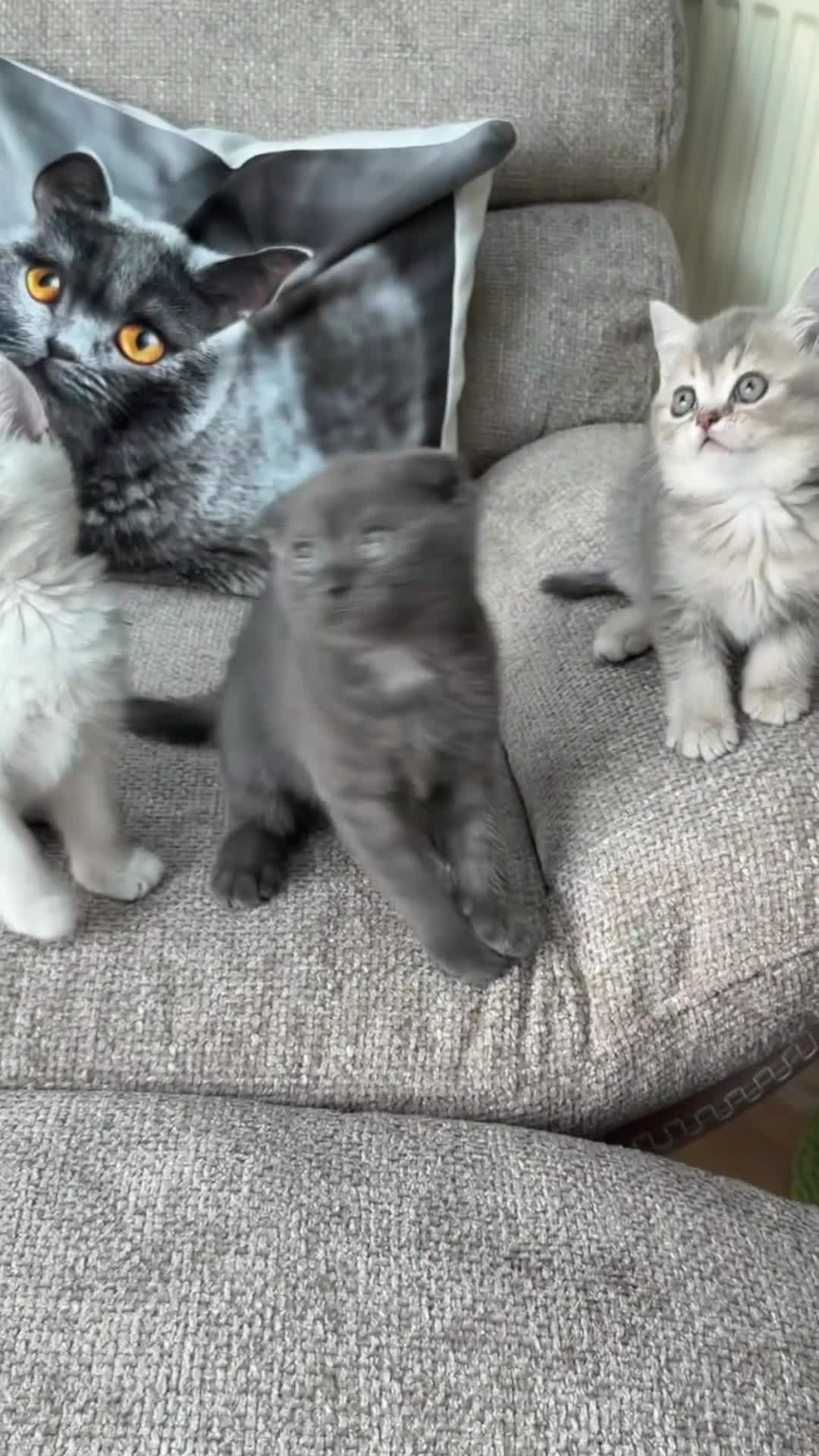 Scottish Fold cats for sale: Last two girls ❤️Lovely scotish kittens💕💕💕 - Video 2