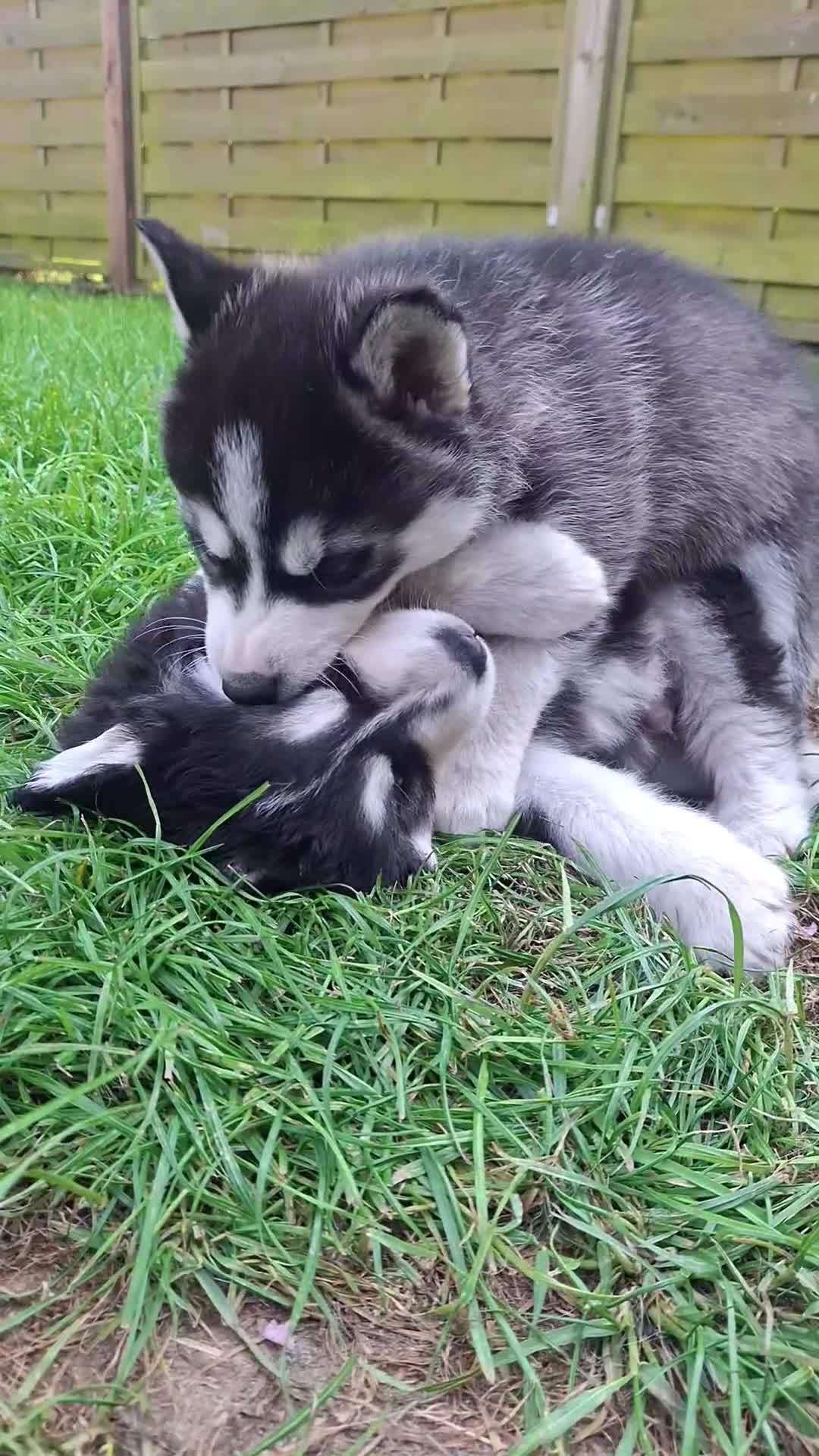 Pomsky dogs for sale: ❤️ POMSKY PUPPIES READY NOW ❤️ in Port Talbot - Video 5