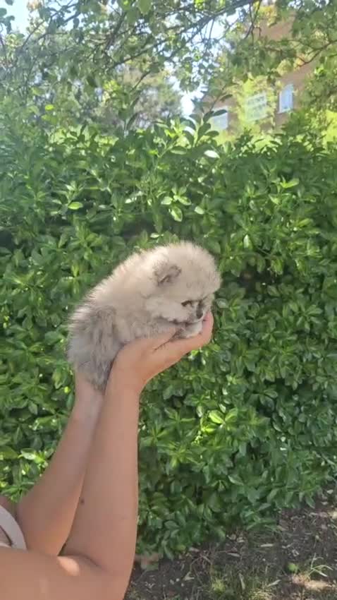 Pomeranian dogs for sale: Amazing toys pomeranian puppies  - Video 3