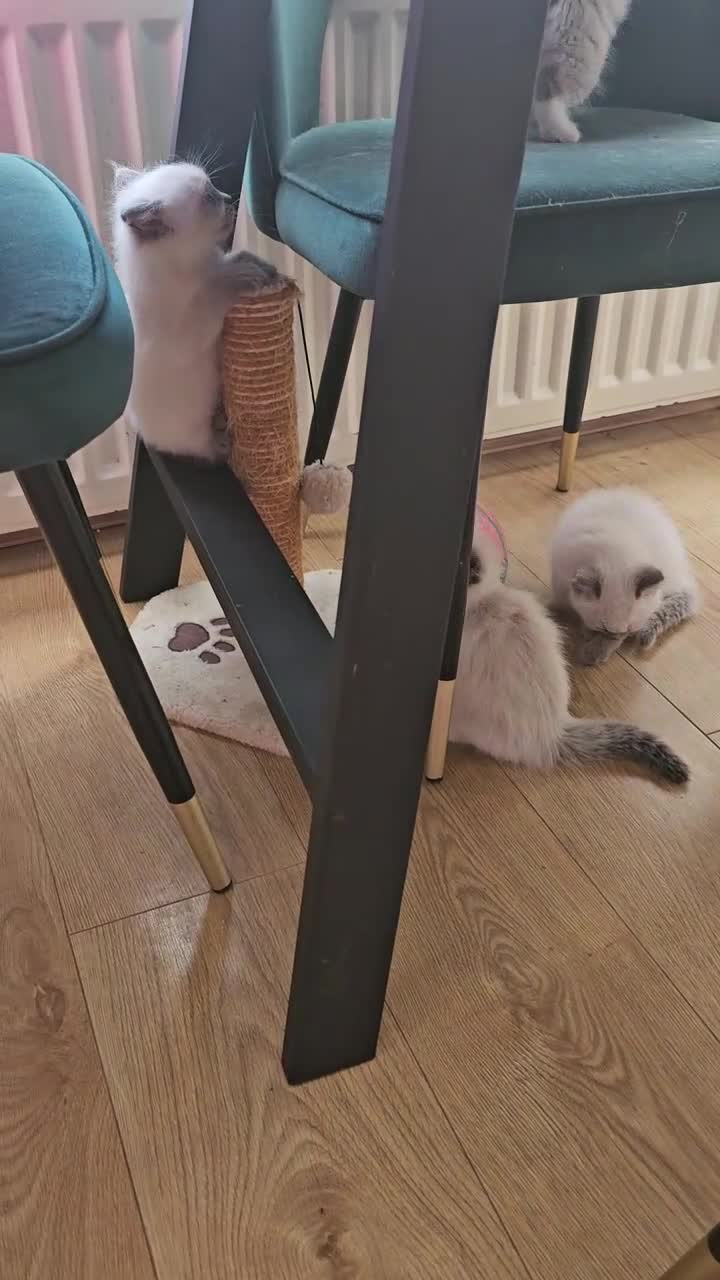 Ragdoll cats for sale: 😻 Adorable Ragdolls Kittens 😻 in Newcastle upon Tyne - Video 1