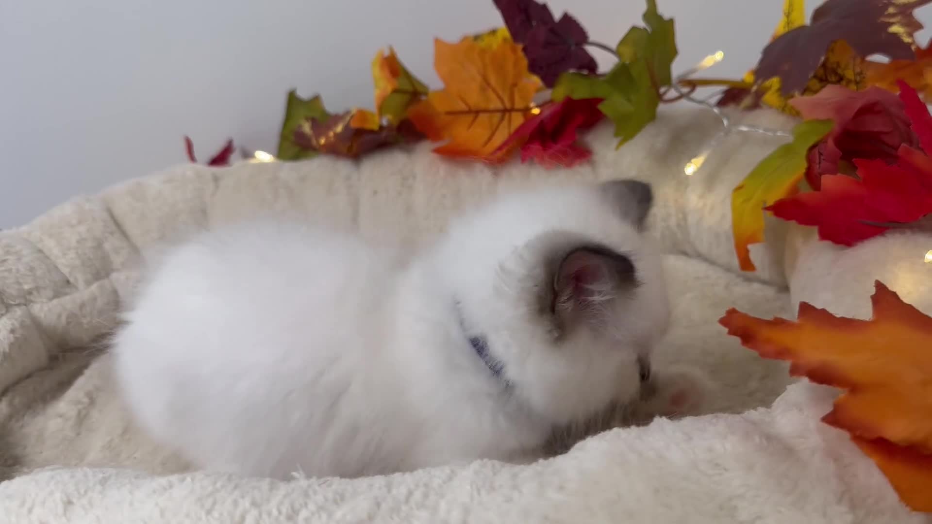 Ragdoll cats for sale: Adorable Ragdoll Kittens - GCCF registered - Video 4