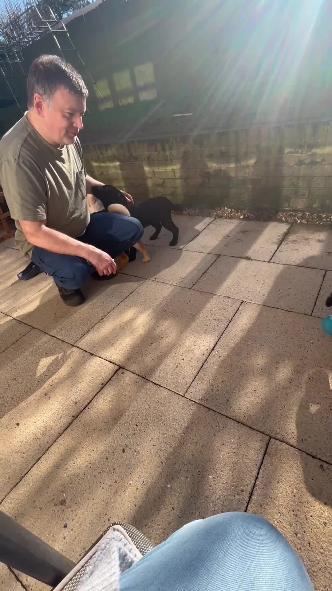 Mixed Breed dogs for sale: Cocker Spaniel cross Chow Chow puppies - Video 4