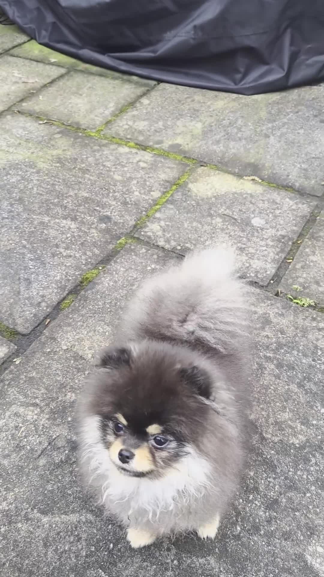 Pomeranian dogs for sale: Tiny beautiful quality Pomeranian ✨️  in Stoke-on-Trent - Video 3