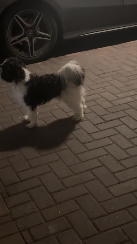Lhasa Apso dogs for sale: Loving, Friendly & Well-Trained Dog Needs New Home - Video 2
