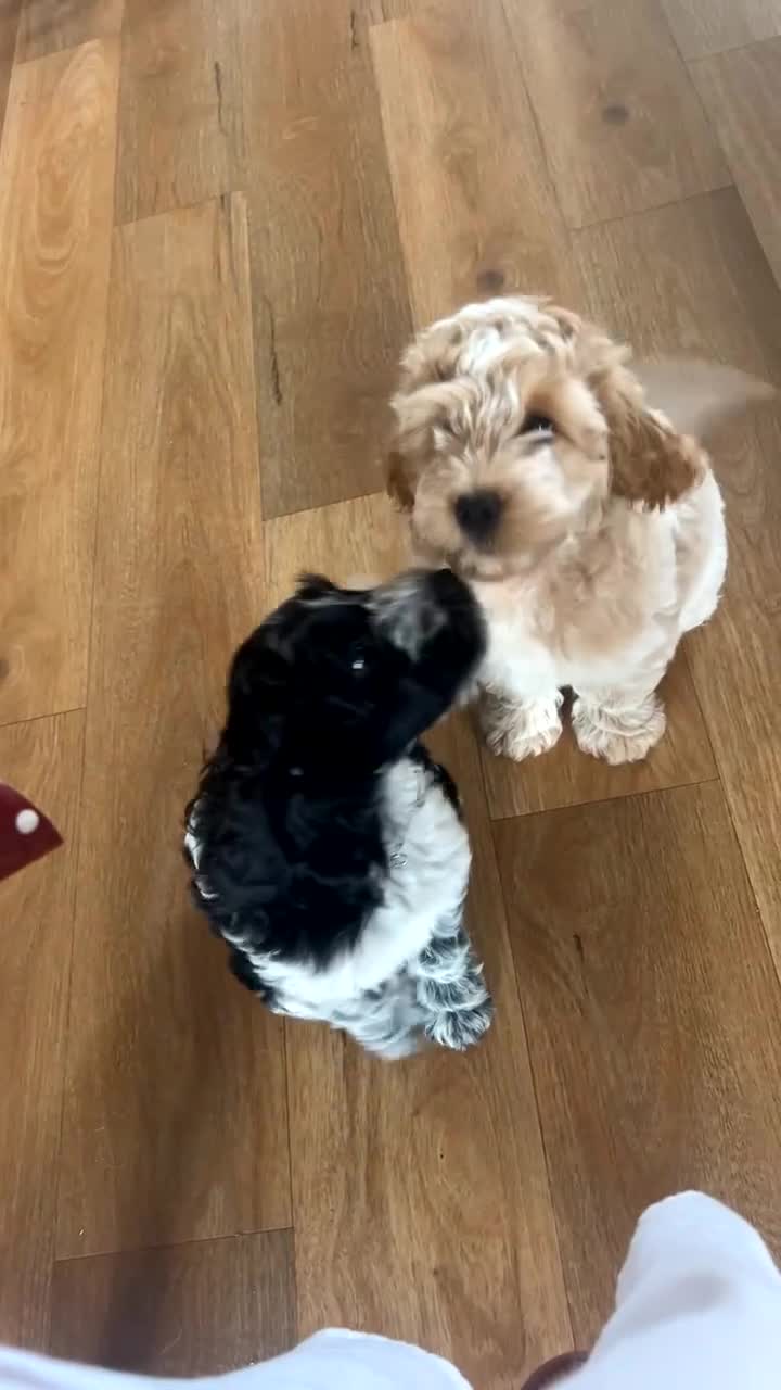 Cockapoo dogs for sale: Gorgeous Cockapoo puppies - Video 1