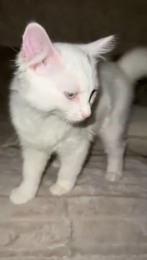 Turkish Angora cats for sale: Turkish Angora Last Girl Left in Leicester - Video 4