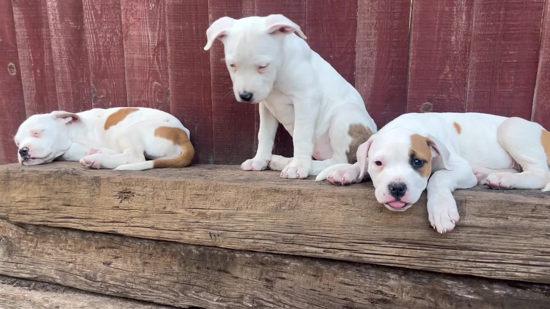 American Bulldog dogs for sale: Johnsons American Bulldog Puppies for sale - Video 1