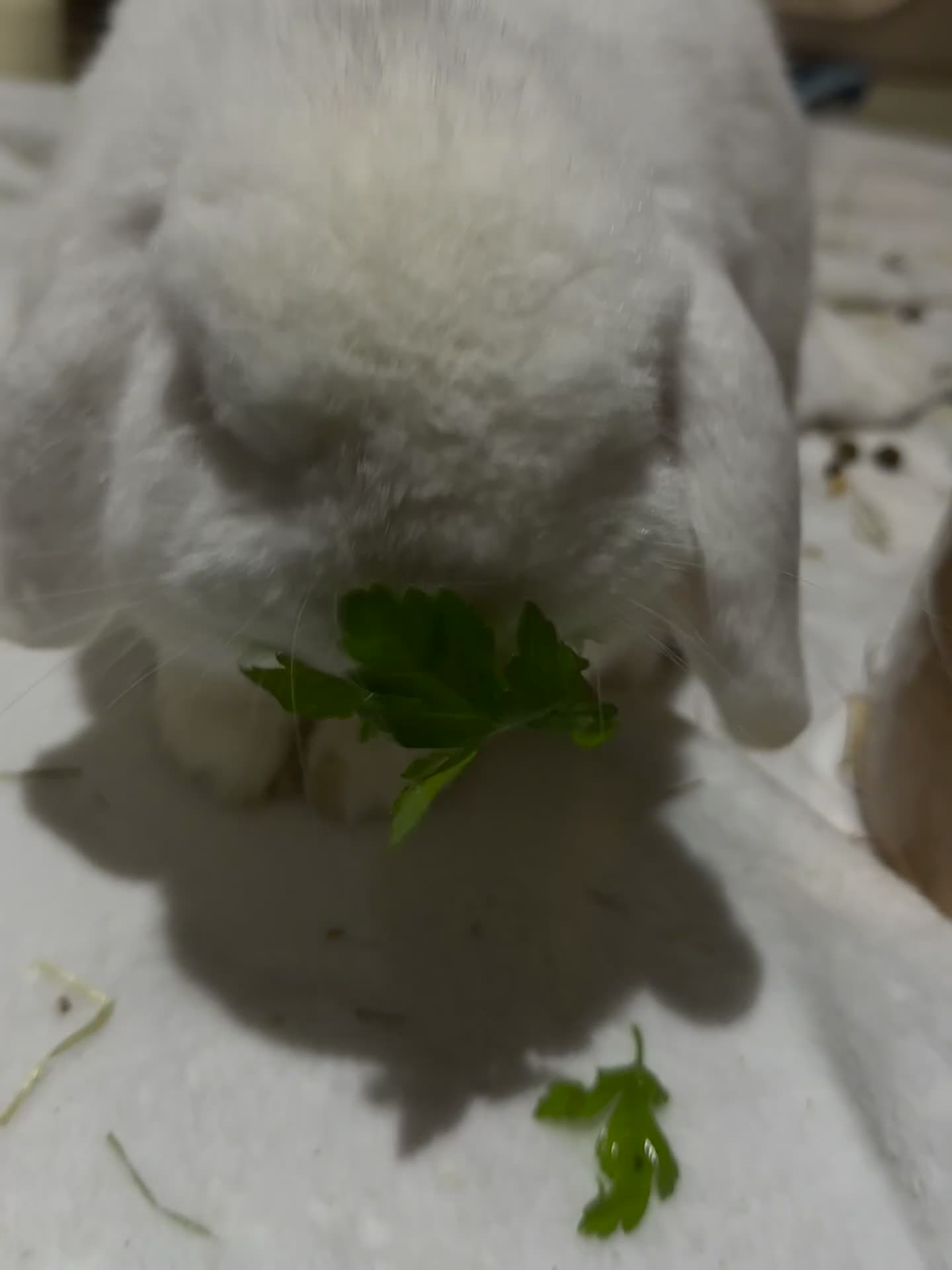 Mini Lop rabbits for sale: Lovely Bunny  in Derby - Video 1