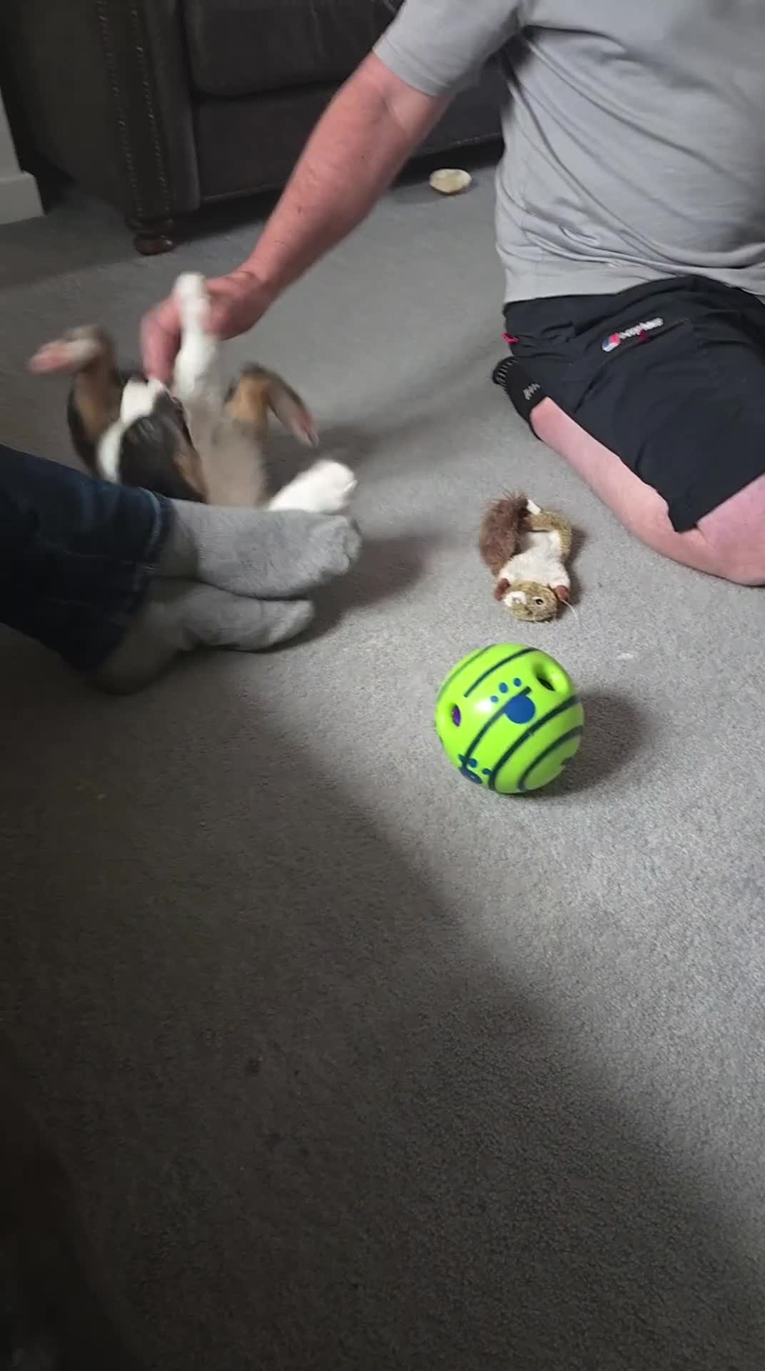 Australian Shepherd dogs for sale: Waiting list open for around **  - Video 1