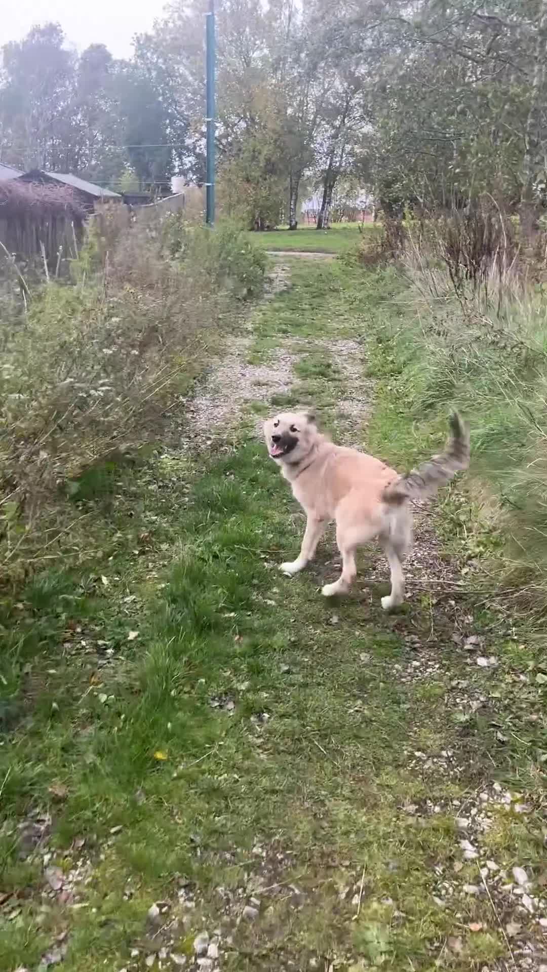 Mixed Breed dogs for sale: Ronnie Male (husky cross) - Video 1