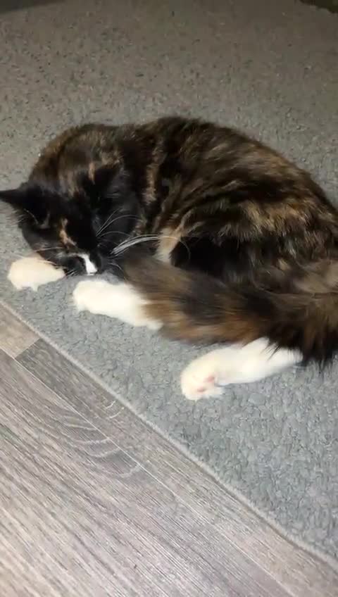 Mixed Breed cats for sale: 5month old kitten - Video 1