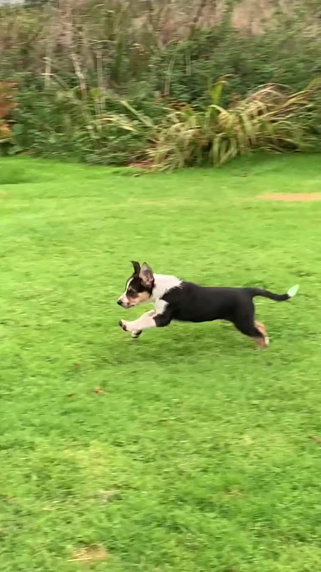 Border Collie dogs for sale: Border Collie Pups  - Video 2