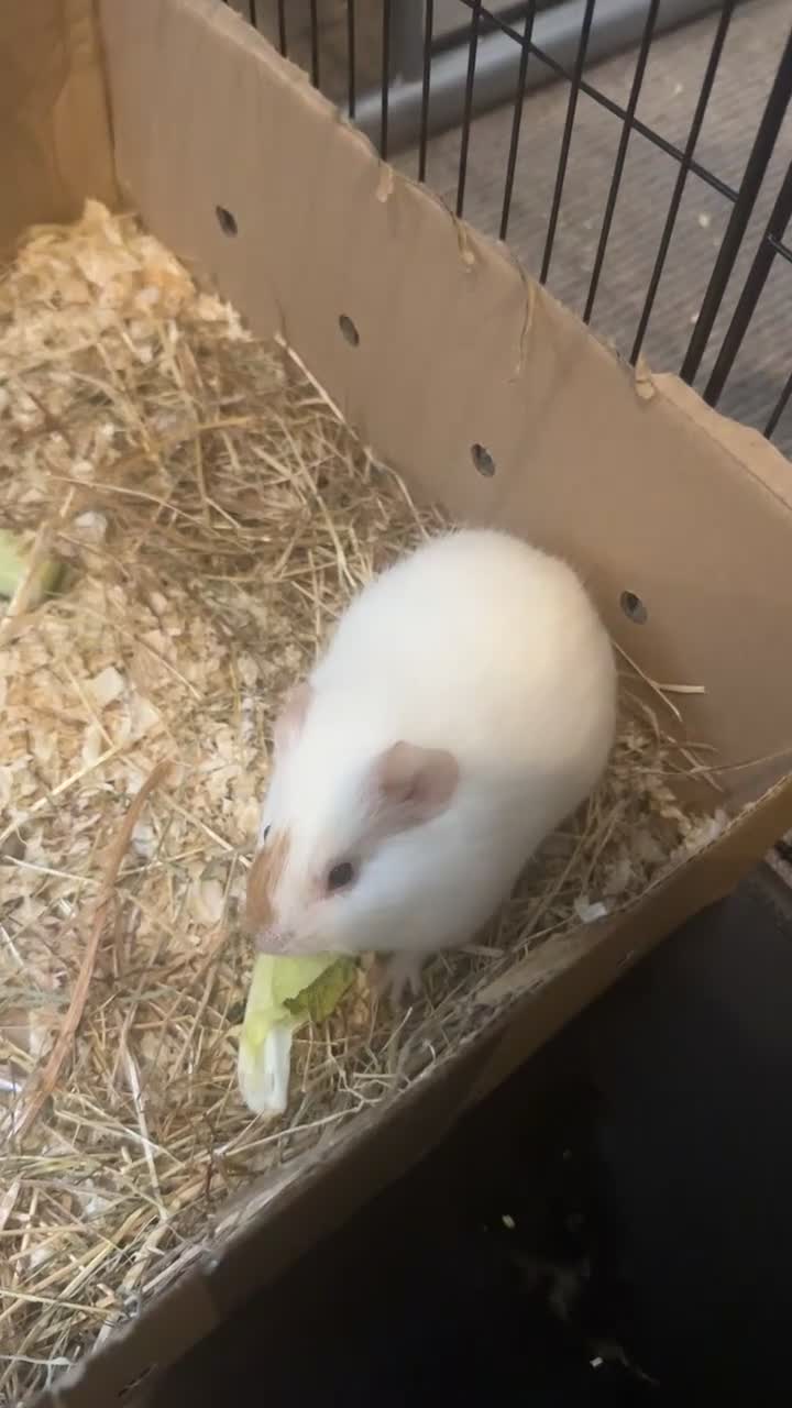 Guinea Pig rodents for sale: 3 guinea pigs for sale  in Huddersfield - Video 1