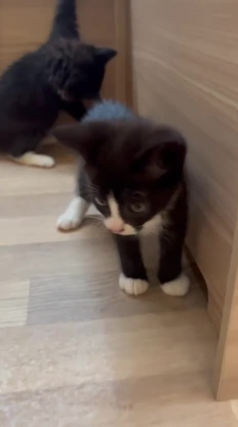 British Shorthair cats for sale: Gorgeous British Shorthair kittens! - Video 2