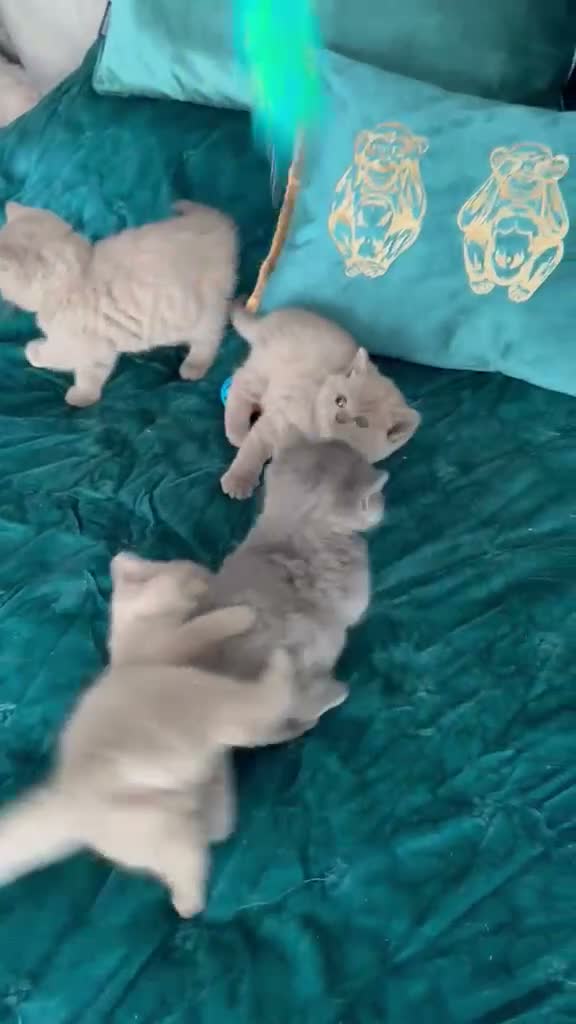 British Shorthair cats for sale: 🇬🇧👑🇬🇧💙British Shorthair😻💙Gccf chunky girls - Video 1